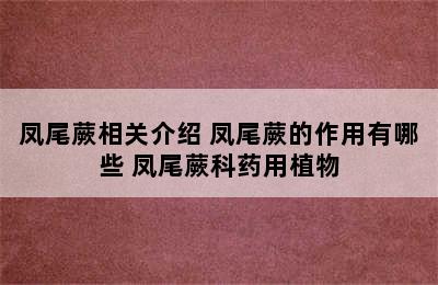 凤尾蕨相关介绍 凤尾蕨的作用有哪些 凤尾蕨科药用植物